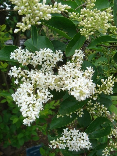 Ligustrum ibota